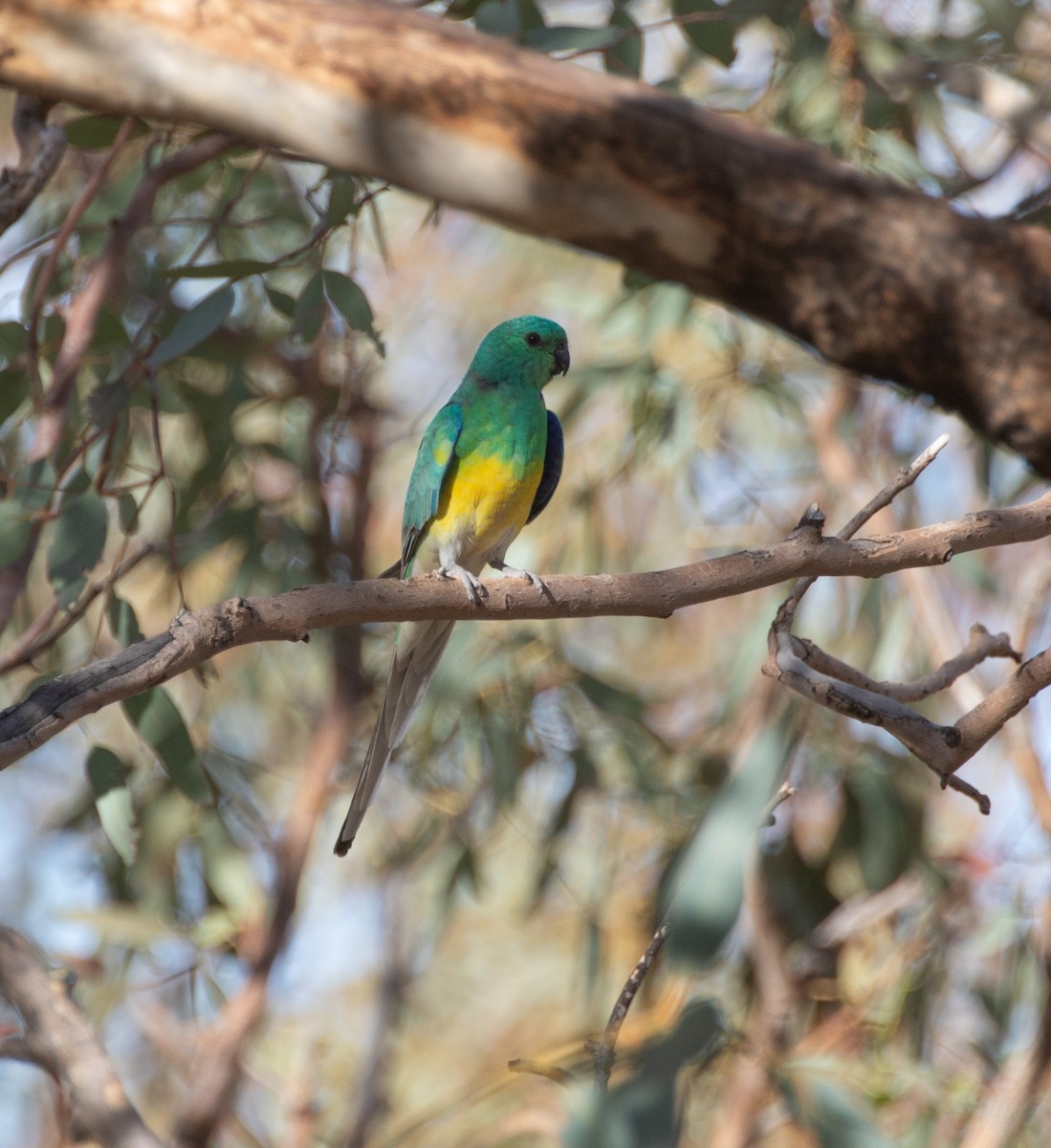 Red-rumped Parrot - ML335230111