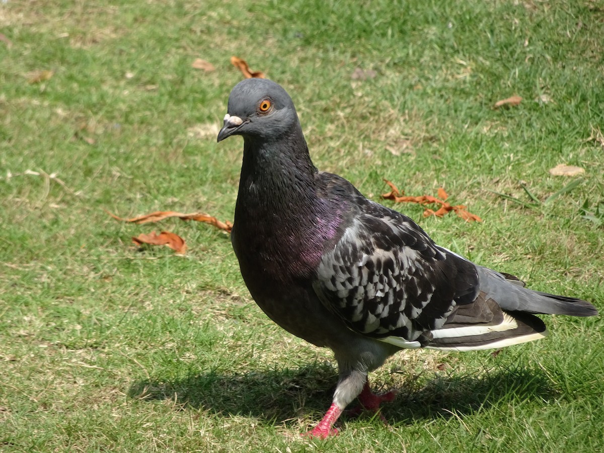 Rock Pigeon (Feral Pigeon) - Merganser Man