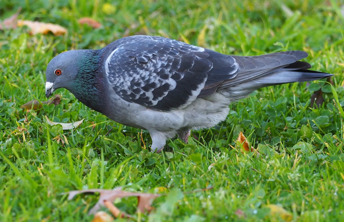 Rock Pigeon (Feral Pigeon) - ML335236841