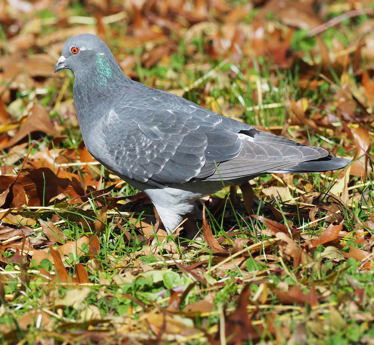 Rock Pigeon (Feral Pigeon) - ML335236851