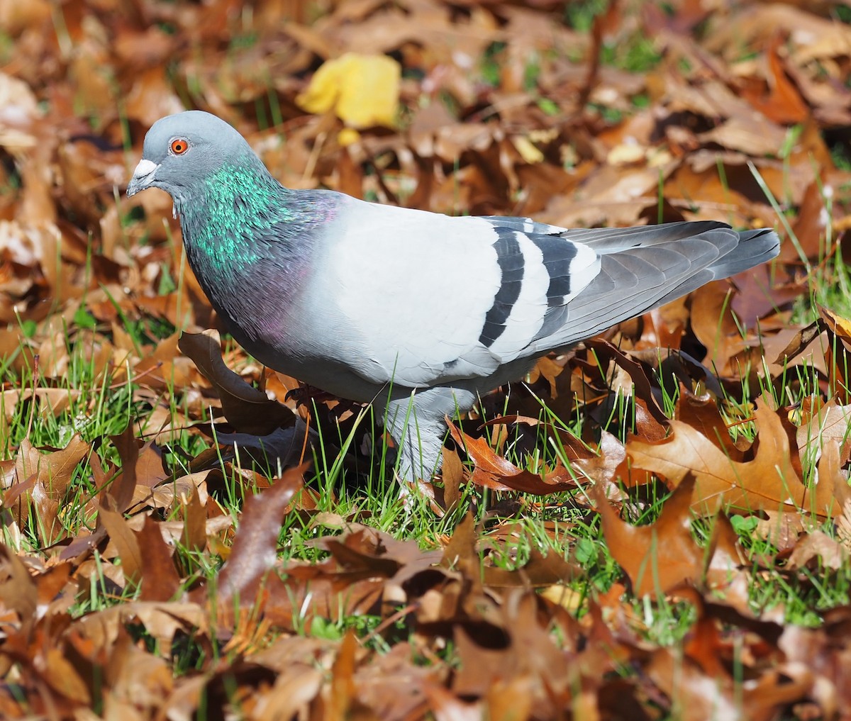 Rock Pigeon (Feral Pigeon) - ML335236861