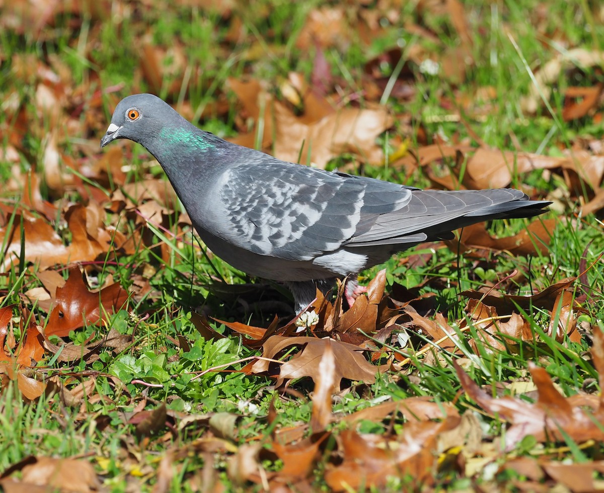 Rock Pigeon (Feral Pigeon) - Mark Stevenson