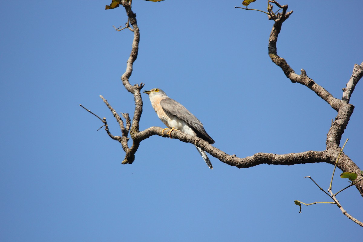 Common Hawk-Cuckoo - ML335240441