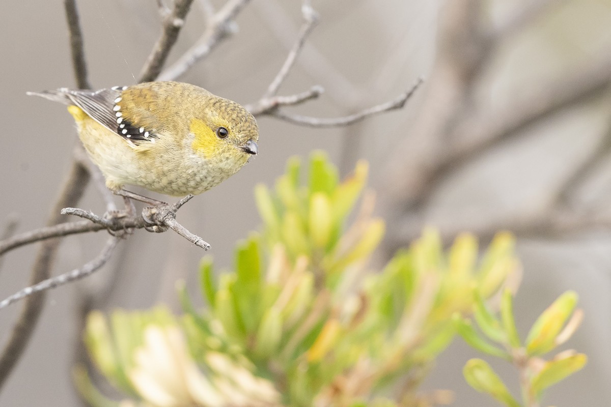 Forty-spotted Pardalote - ML335241701
