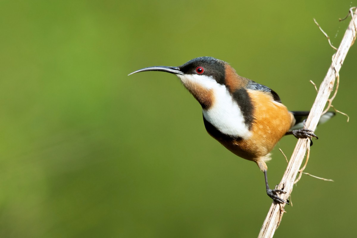 Eastern Spinebill - ML335241821