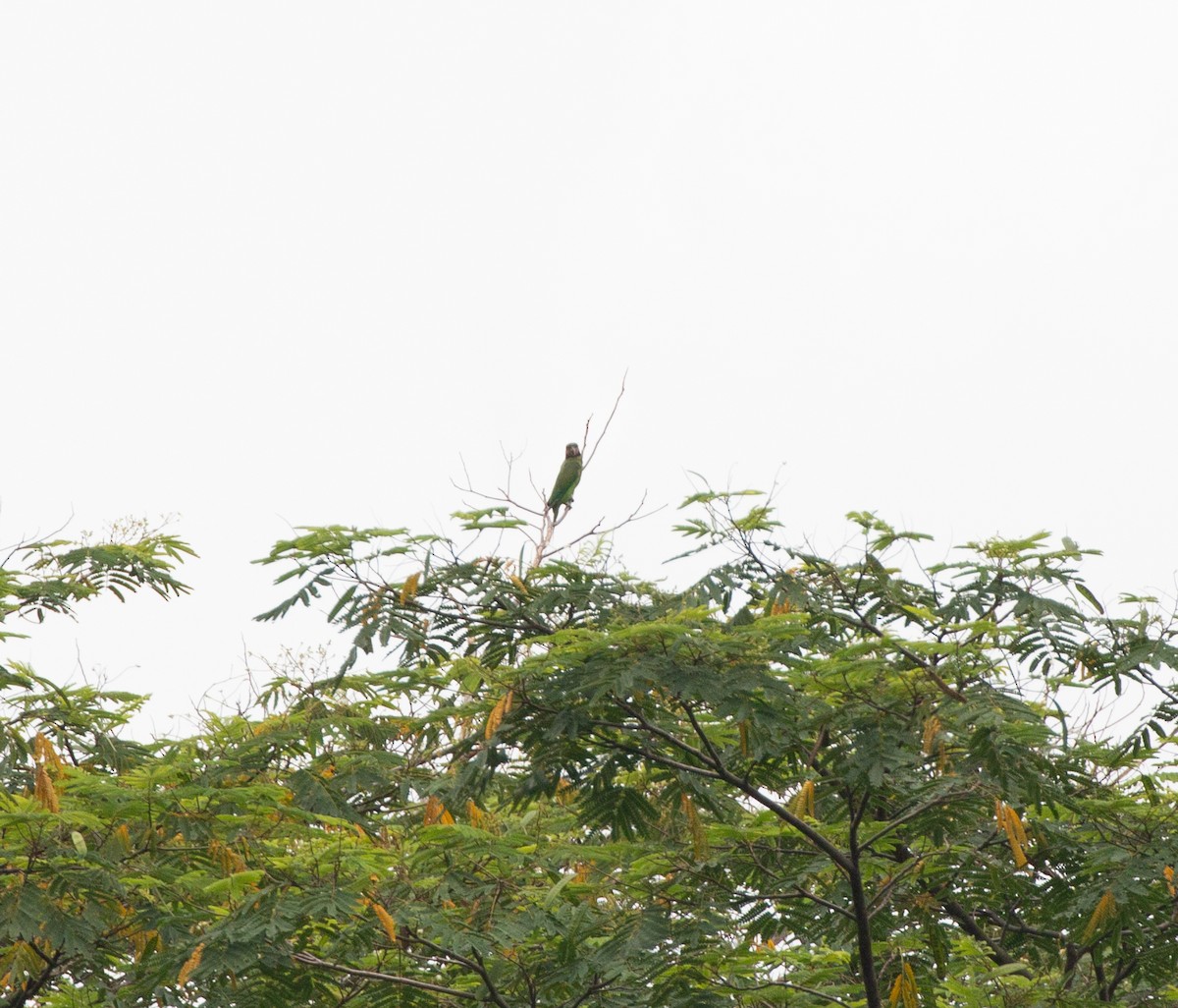 Long-tailed Parakeet - Matthew Teng