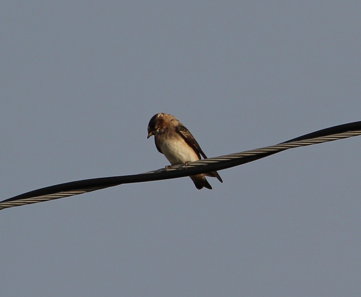 Barn Swallow - ML33524401