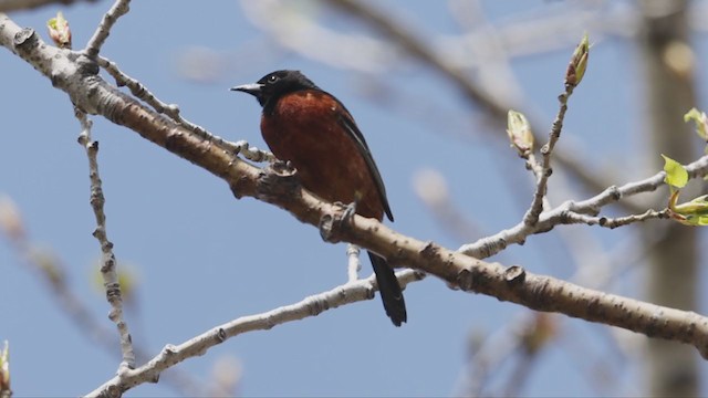 Orchard Oriole - ML335247531
