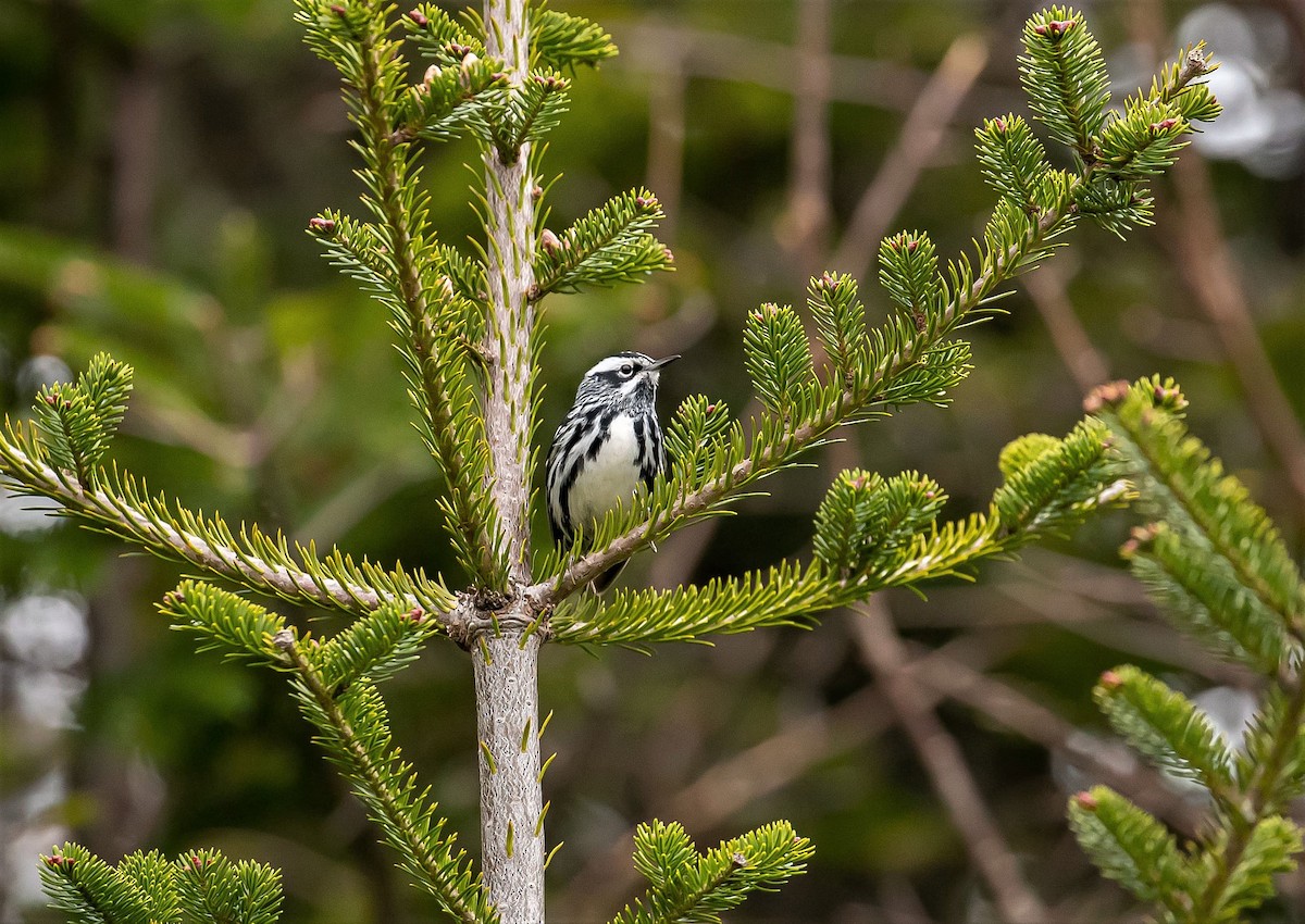 Black-and-white Warbler - Nova Scotia Bird Records