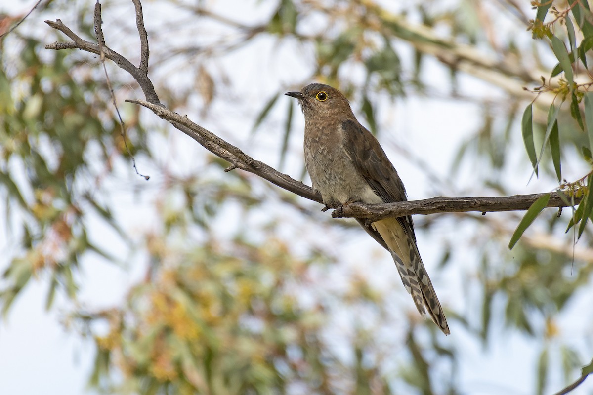 Fan-tailed Cuckoo - ML335255321