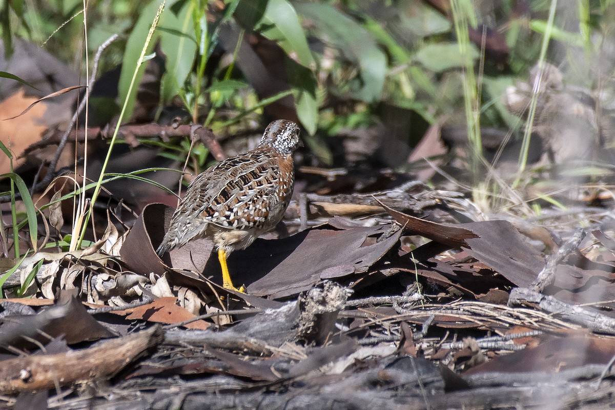 Painted Buttonquail - ML335255391