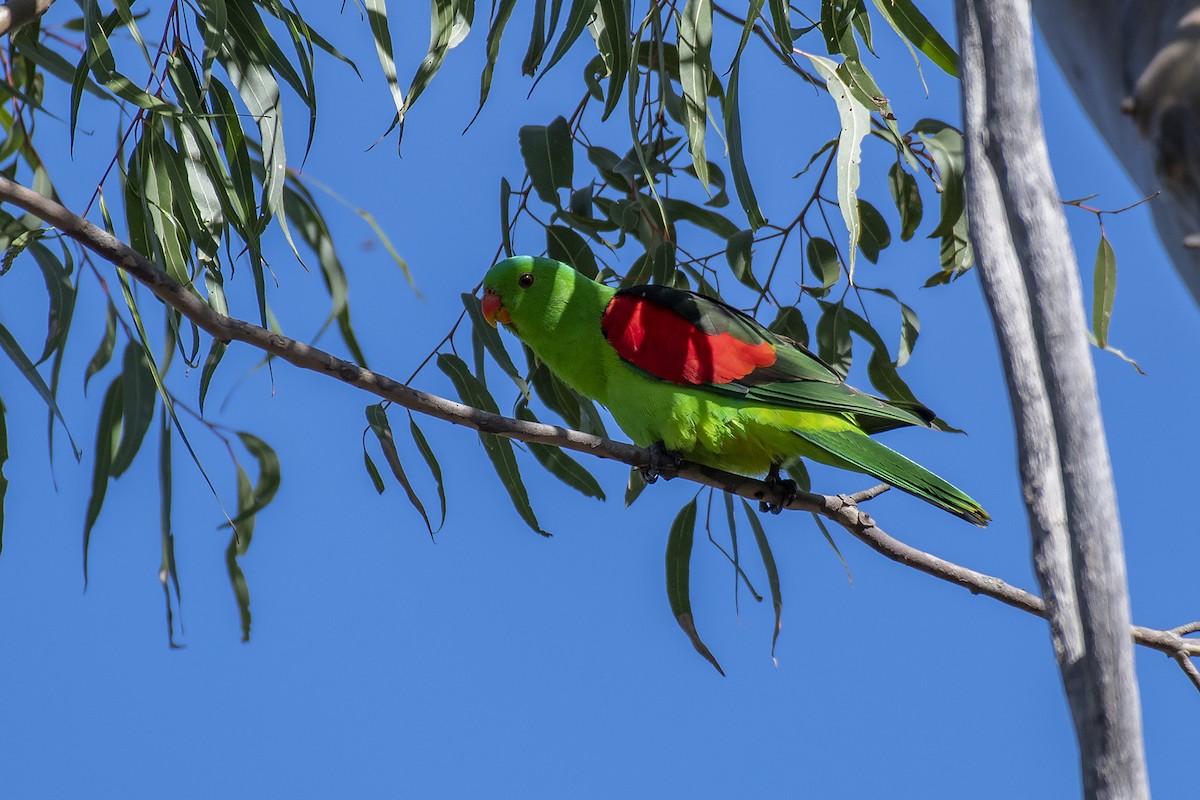 Red-winged Parrot - ML335255541