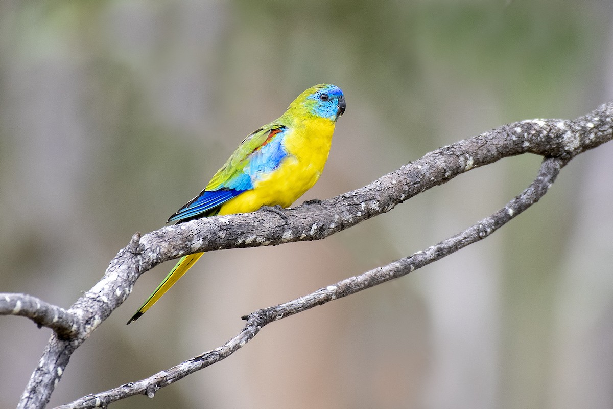 Turquoise Parrot - ML335255571