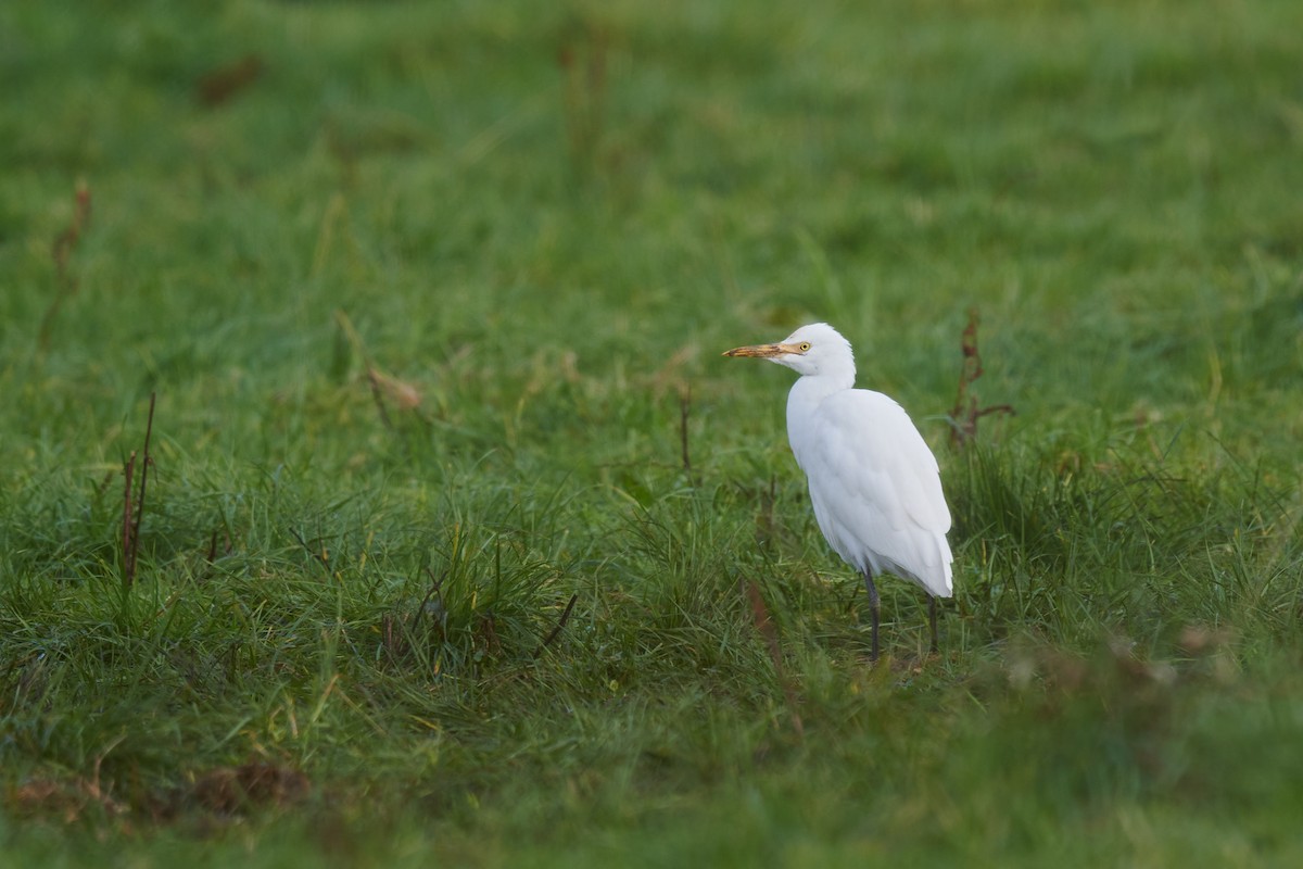 Eastern Cattle Egret - Nick Beckwith