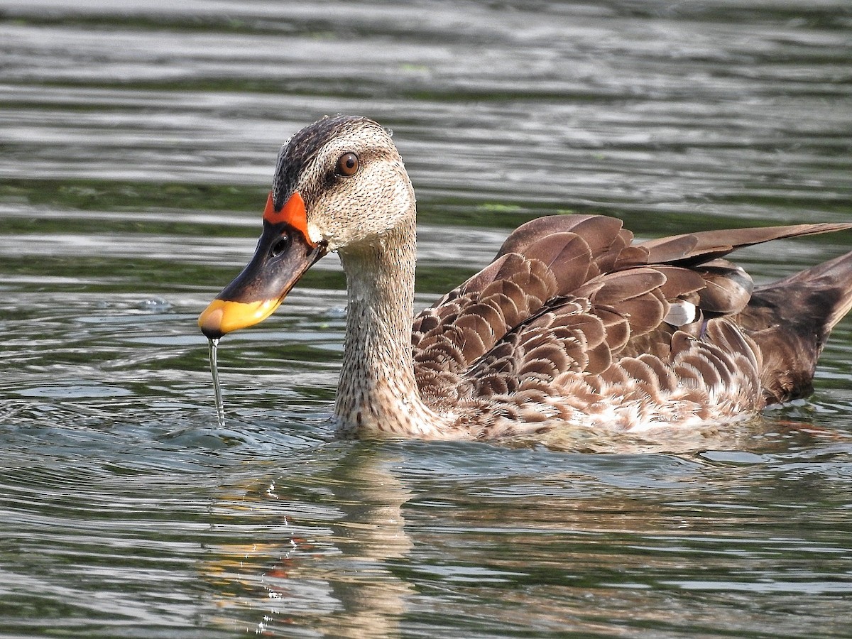 Indian Spot-billed Duck - ML335259171