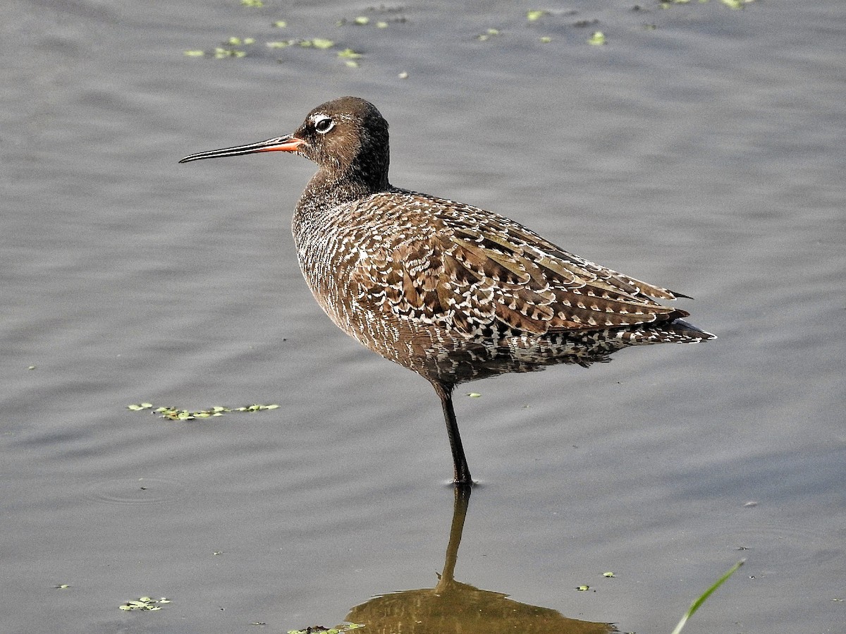 Spotted Redshank - ML335259221