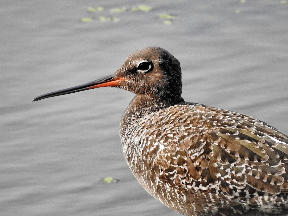 Spotted Redshank - ML335259231