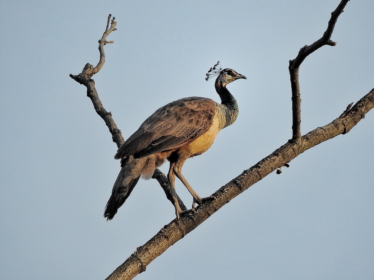 Indian Peafowl - ML335260461