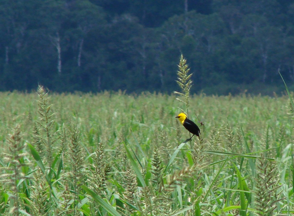 Yellow-hooded Blackbird - Pedro Beja
