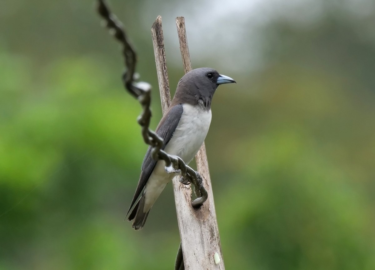 White-breasted Woodswallow - ML335263291