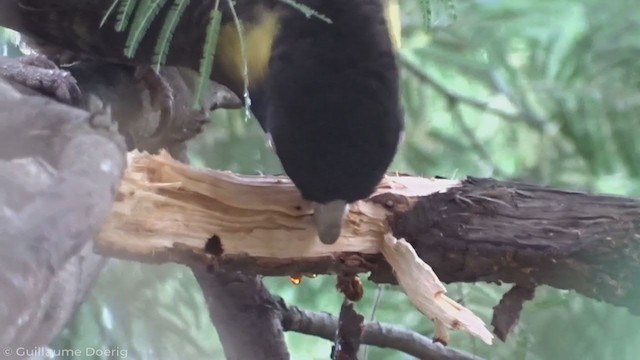 Yellow-tailed Black-Cockatoo - ML335266471