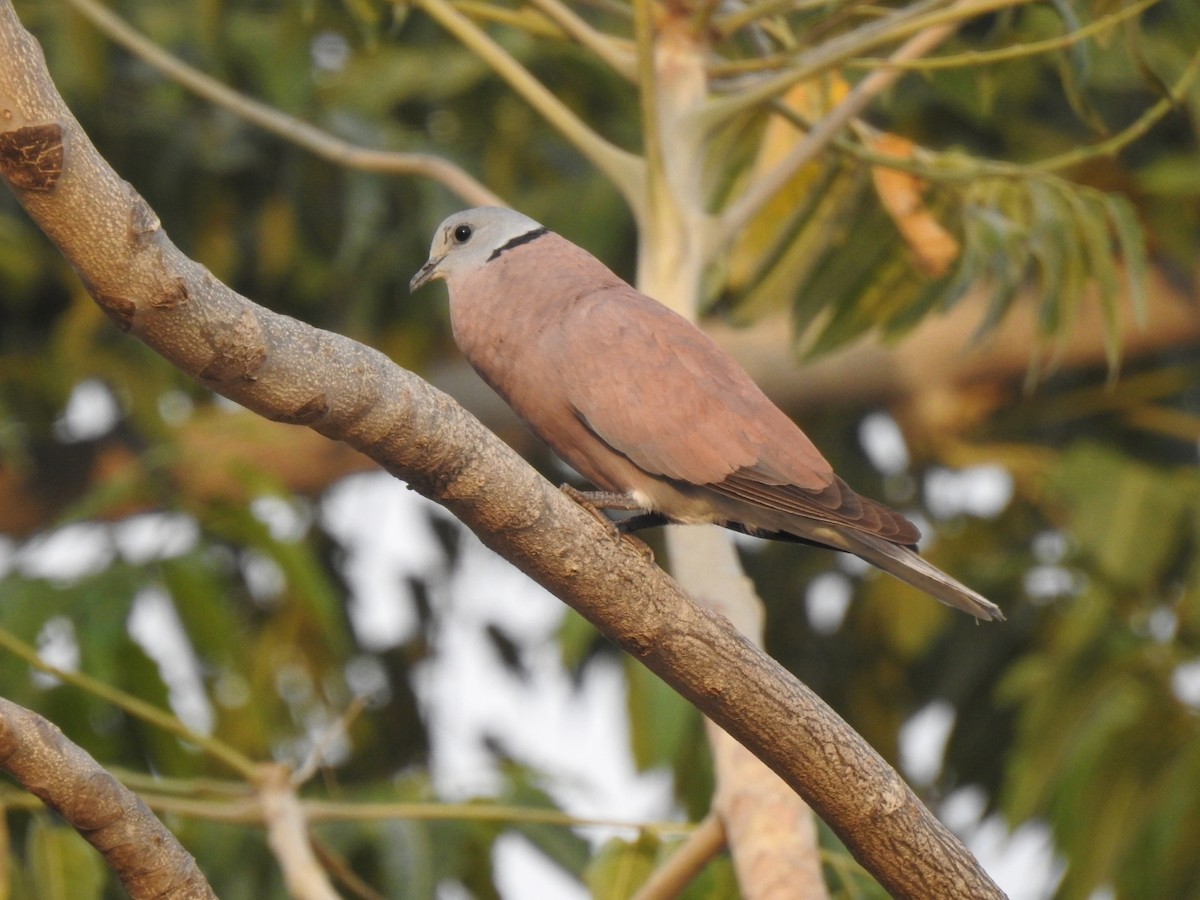 Red Collared-Dove - Ranjeet Singh
