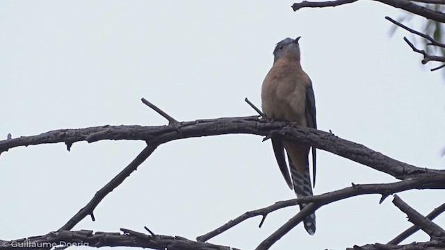 Fan-tailed Cuckoo - ML335282501
