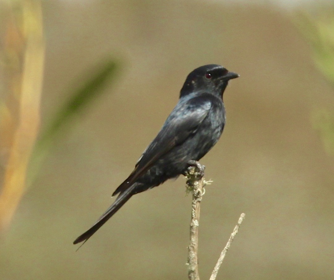 Fork-tailed Drongo - ML335287371