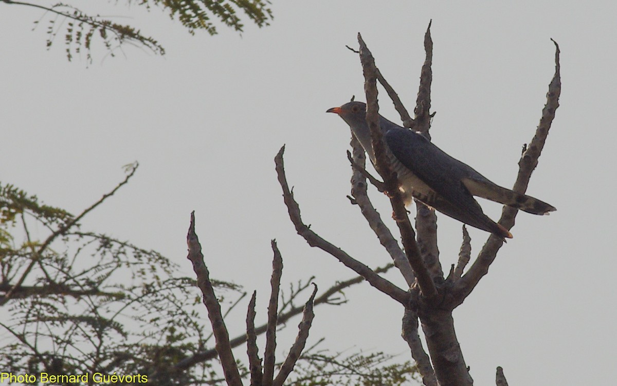 African Cuckoo - Bernard Guevorts
