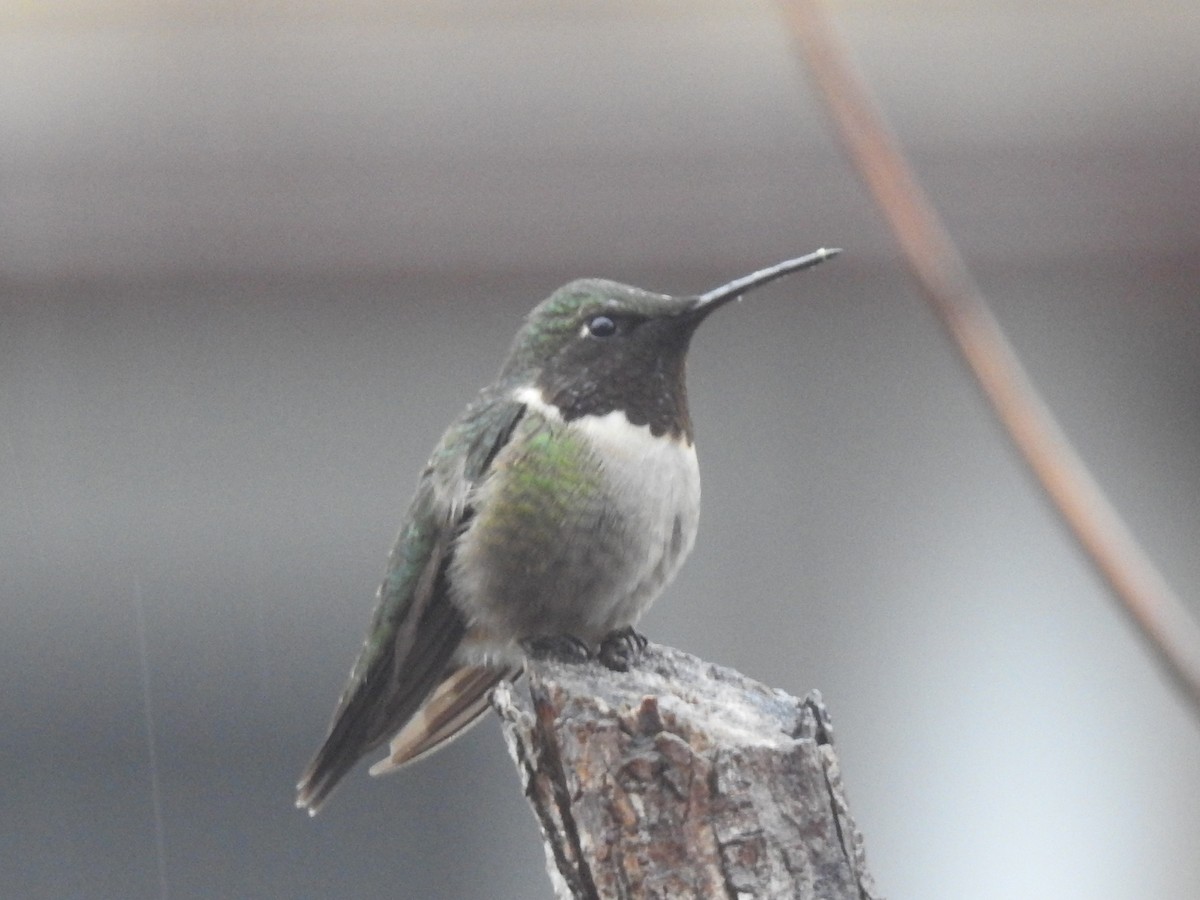 Ruby-throated Hummingbird - ML335296611