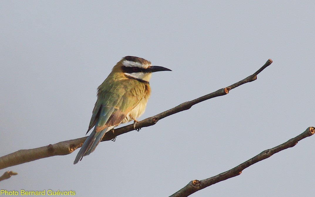 White-throated Bee-eater - Bernard Guevorts
