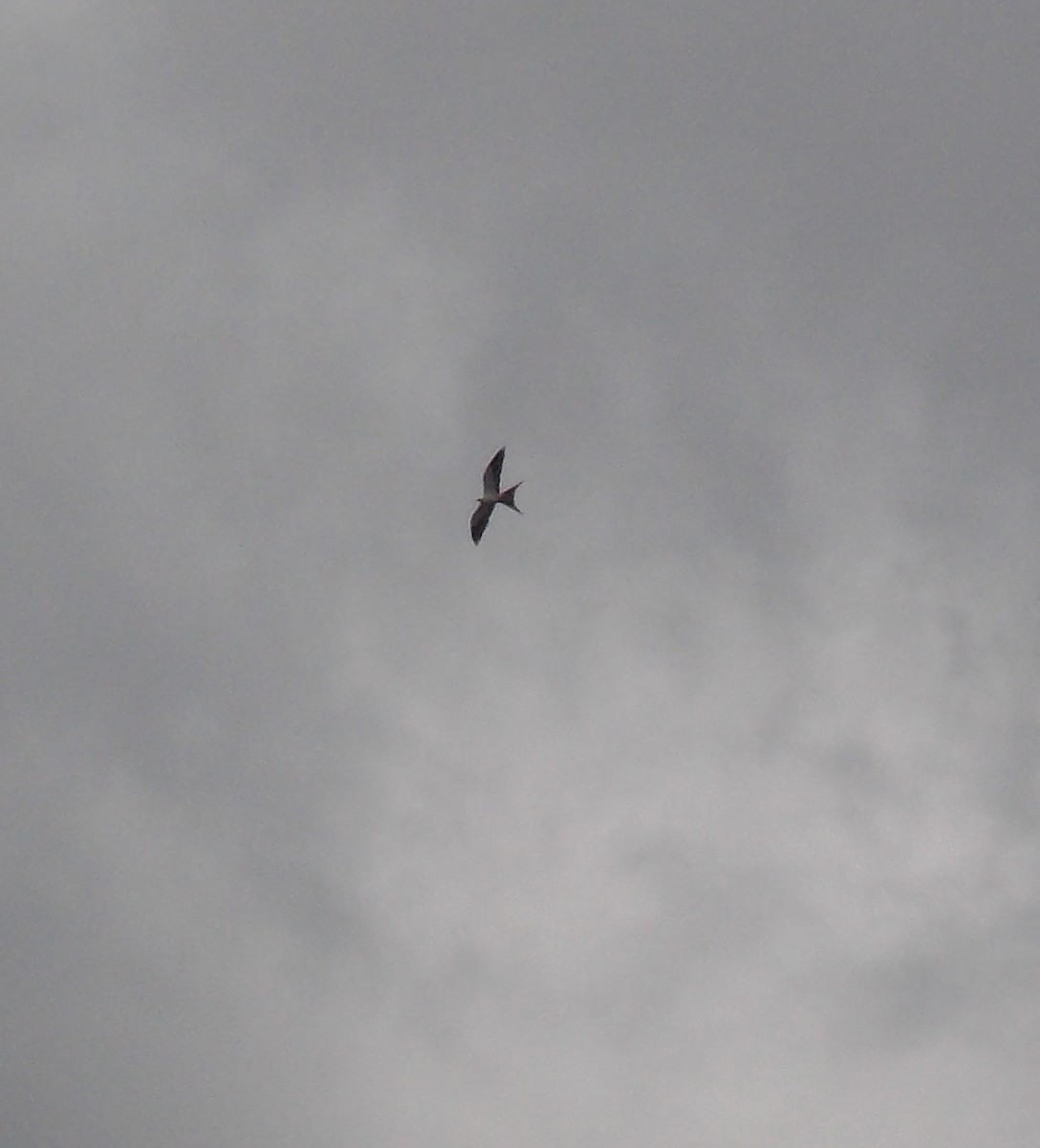 Swallow-tailed Kite - ML33530321