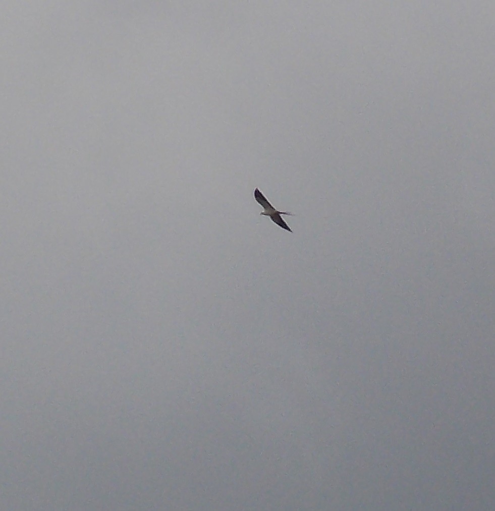 Swallow-tailed Kite - ML33530341
