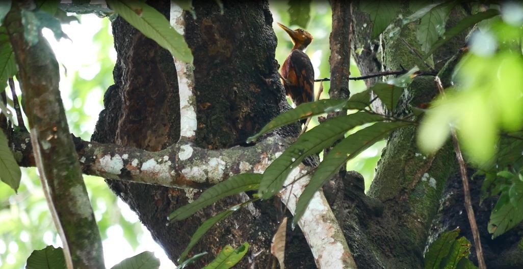 Orange-backed Woodpecker - wengchun malaysianbirder