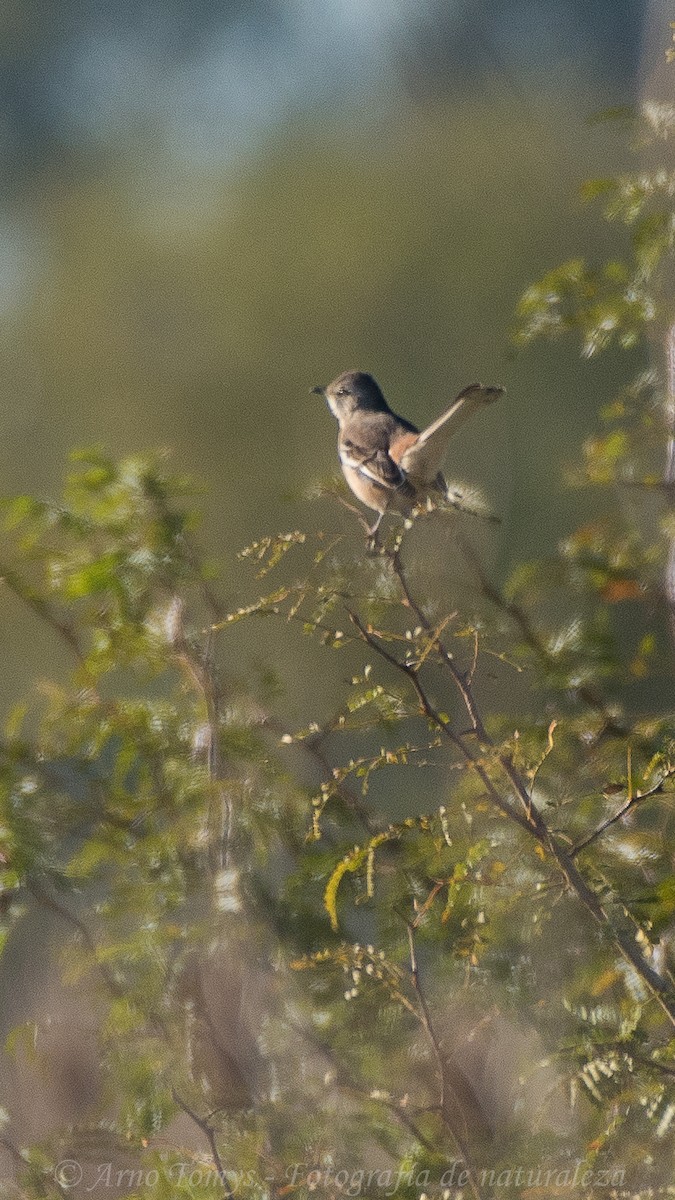 White-banded Mockingbird - arnoldo tomys
