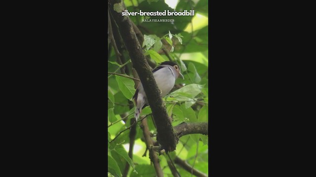 Silver-breasted Broadbill - ML335307731