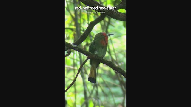Red-bearded Bee-eater - ML335307981