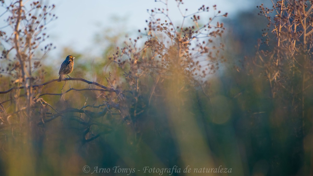 White-browed Meadowlark - arnoldo tomys