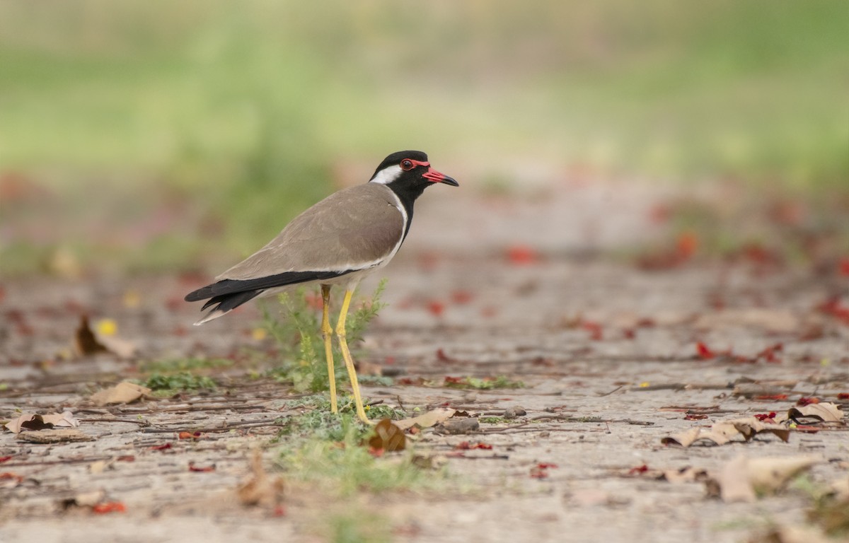 Red-wattled Lapwing - Parmil Kumar