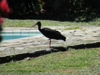 ibis tmavý - ML335314561