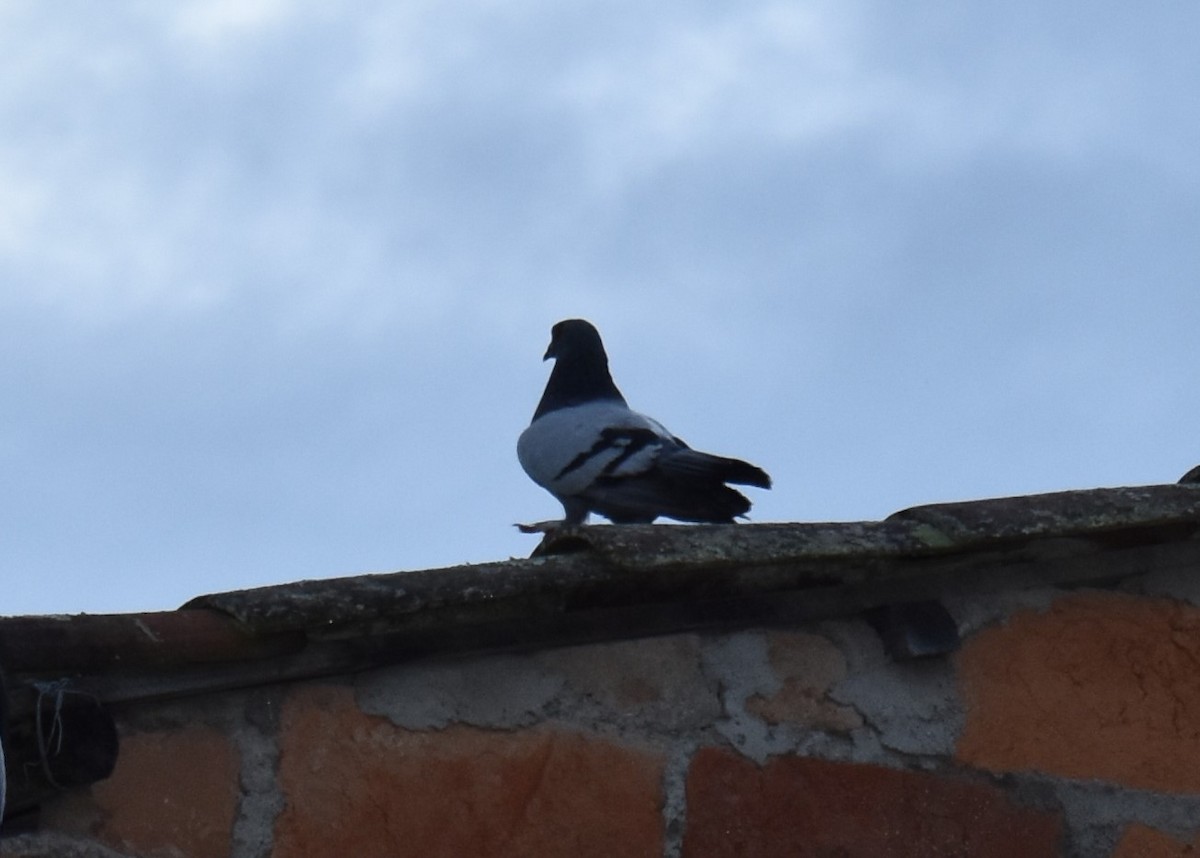 Rock Pigeon (Feral Pigeon) - Yosselyn Ortiz