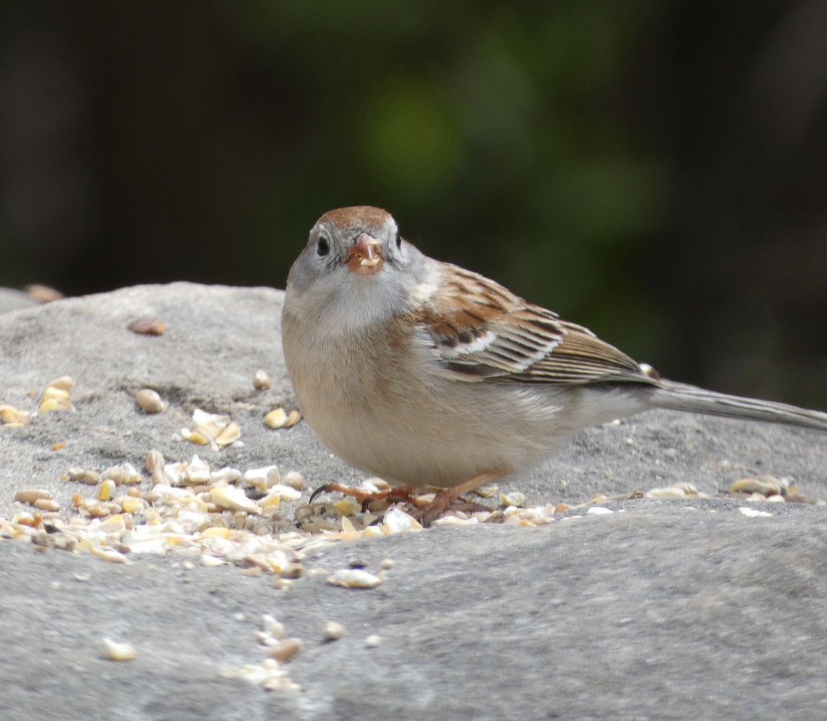 Field Sparrow - ML335322681