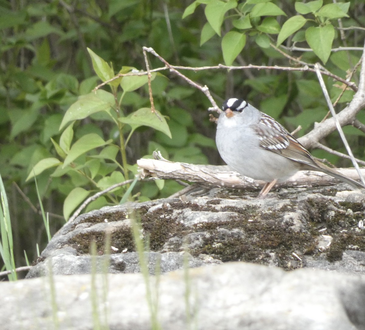 White-crowned Sparrow - Derek Dunnett