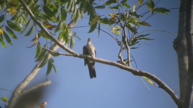 Amazilia Hummingbird - ML335324991