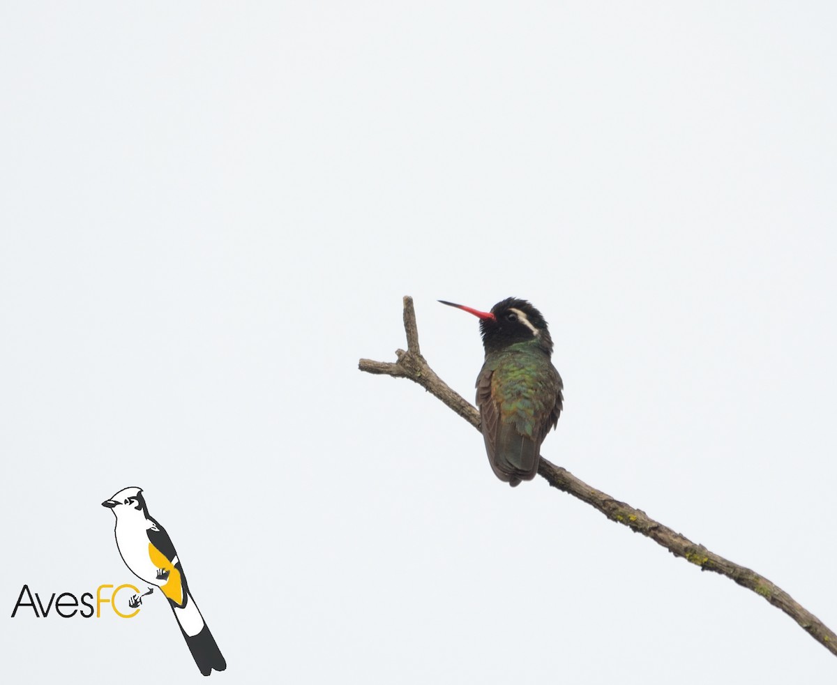 White-eared Hummingbird - ML33532741