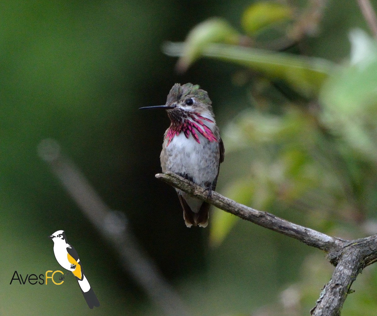 Calliope Hummingbird - AvesFC UNAM