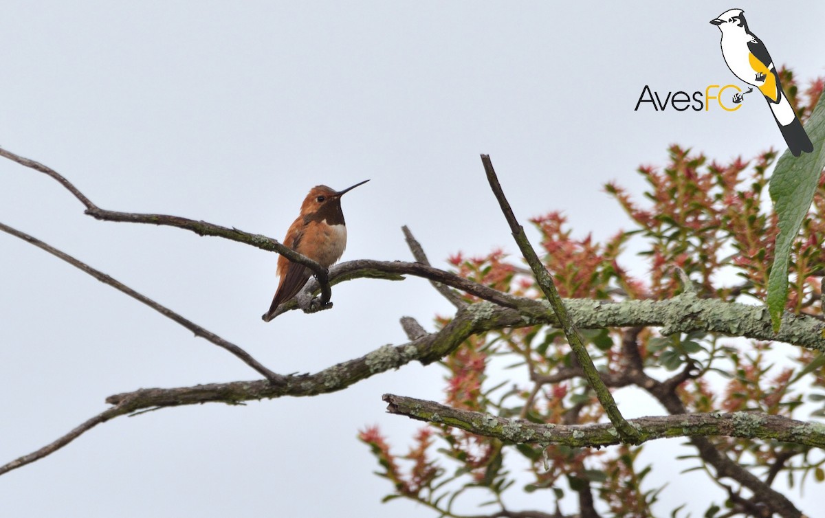 Rufous Hummingbird - AvesFC UNAM
