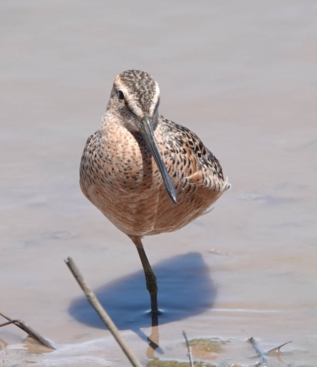 Long-billed Dowitcher - ML335337881