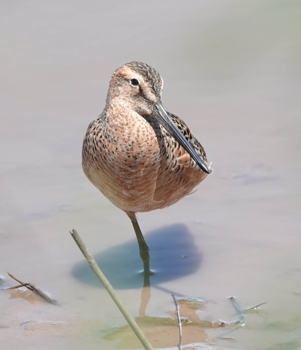 Long-billed Dowitcher - Mary & Lou Truex