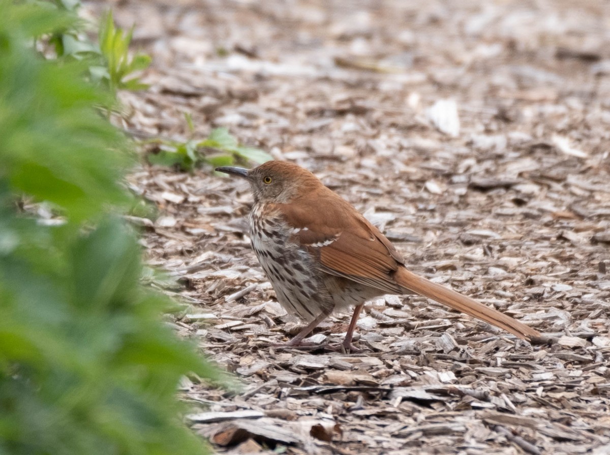 Brown Thrasher - Frank Guenther